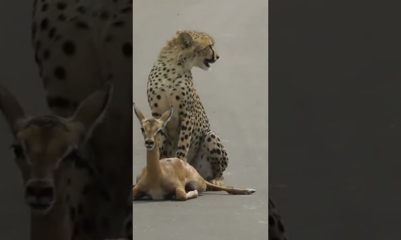 wild animals fights#shorts #wildlife