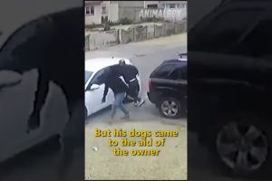 π±βπ€ Unbelievable Animal Rescuers! #shorts