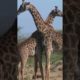 اطرف معارك حيوانات الزرافات. The funniest giraffe animal fights