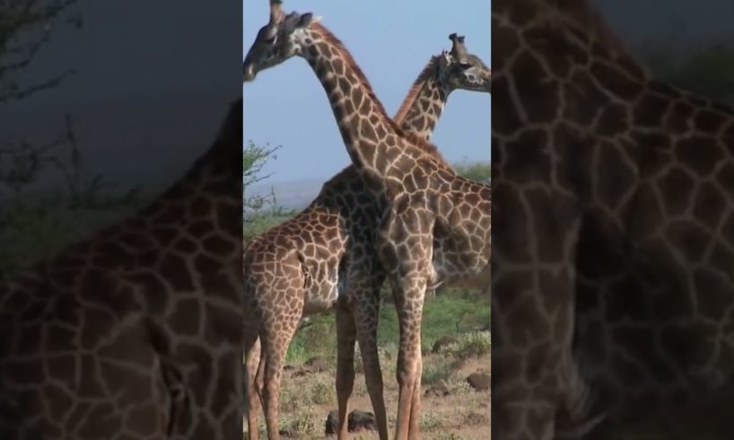 اطرف معارك حيوانات الزرافات. The funniest giraffe animal fights