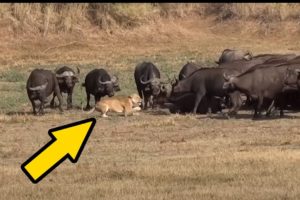 अधिकांश जंगली जानवर खतरनाक   Wild Animal Fights   Animal Fights in Hindi