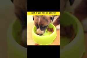 इंसान के रूप में भगवन से मिलिए | Puppy Rescue Team | Animal Rescue | #shortsyoutube #animalrescue