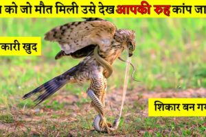 ऐसी लड़ाई आज तक नहीं हुई थी | When Animals Messed With Wrong Enemy | Animal Fight