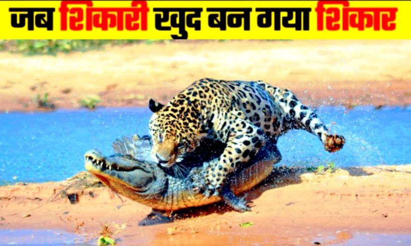 जंगली जानवरों की सबसे भयंकर लड़ाइयां | Craziest Fights of Wild Animals | Animal Fights in Hindi