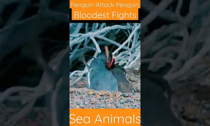 जानवरो की खुनी लड़ाई || Bloodest Fights || Sea Animals || #short #video #animal #fight #penguin