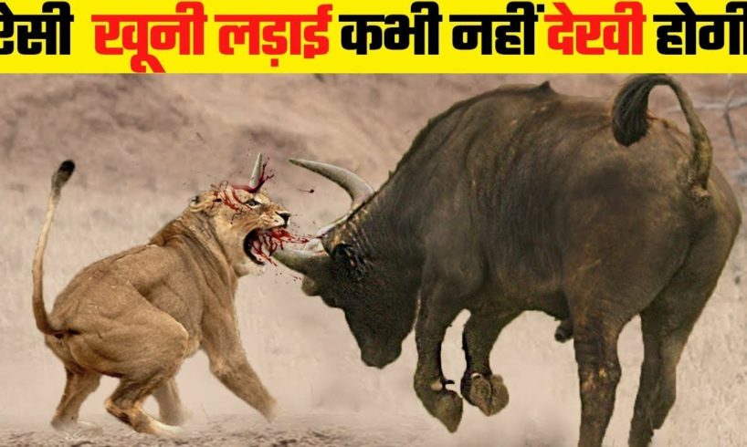 जानवरों की सबसे भयानक लड़ाई | 10 Most Dangerous Wild Animal Fights