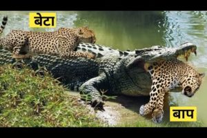 मगरमच्छ चीते को जिन्दा निगल गया | Best Animal Fight VIdeos | Animals fight | crocodile attack