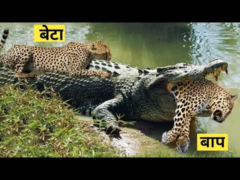 मगरमच्छ चीते को जिन्दा निगल गया | Best Animal Fight VIdeos | Animals fight | crocodile attack