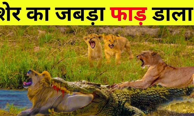 शेर का जबड़ा ही निकल लिया मगरमग्छ ने lion animal fights lion vs crocodile