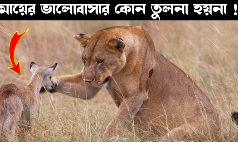 বাচ্চা কে বাঁচাতে মৃত্যুকে জয় করেছিল এই মা | Animal Mothers Fight for Saving Their Babies