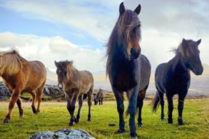 1 HOUR of AMAZING HORSES From Around the World - Best Relax Music, Meditation, Stress Relief, Calm