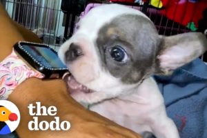 1-Pound Puppy Is An Absolute Terror | The Dodo