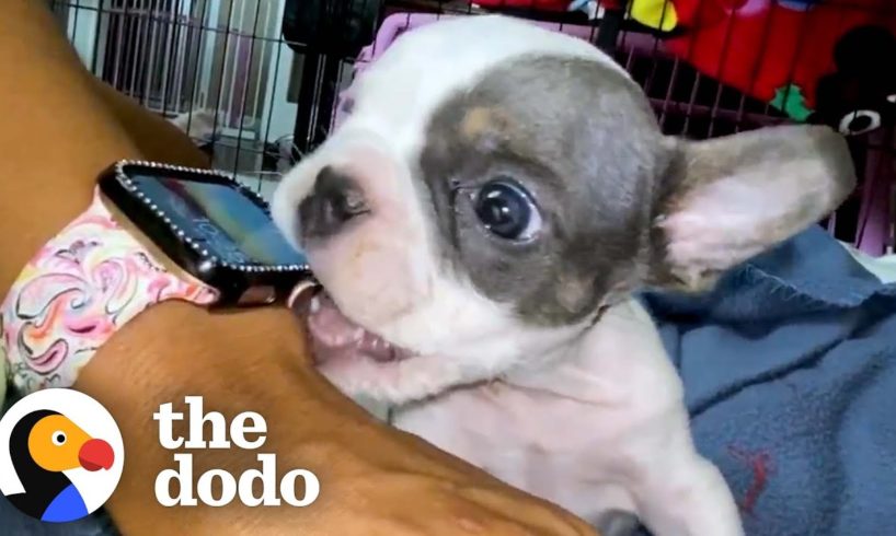 1-Pound Puppy Is An Absolute Terror | The Dodo