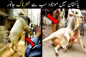 10 Eid-ul-Adha Angry Animals Qurbani 2022 in Pakistan | Angry Cow Qurbani 2022