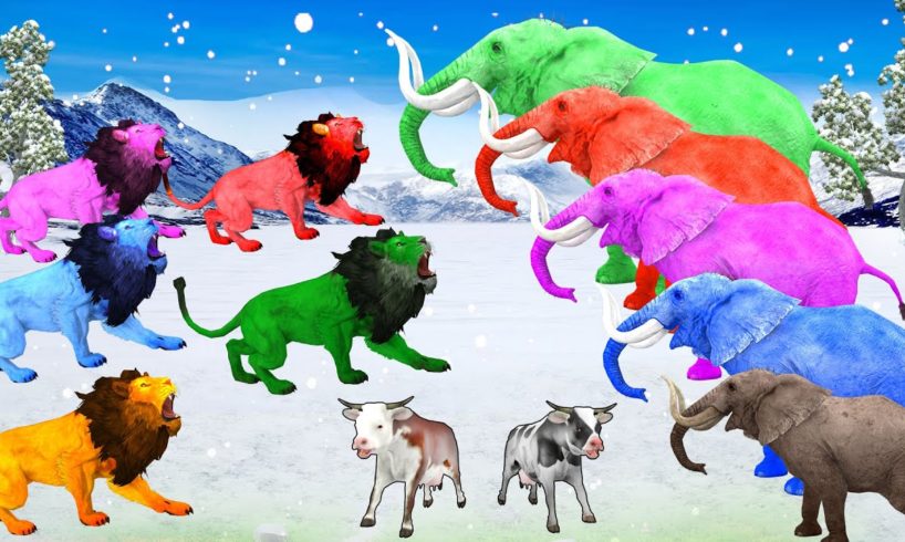 10 Zombie Lions vs Cow Cartoon Saved By Giant Woolly Elephant Animal Revolt Epic Battle Fights