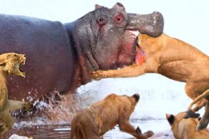 100 Craziest Animal Fights of All Time 2022