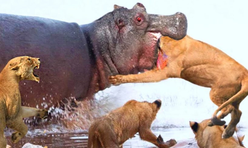 100 Craziest Animal Fights of All Time 2022