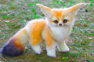 15 Cutest Pets You Can Legally Own