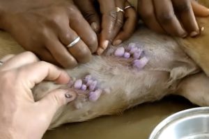 Removing Monster Mango worms From Helpless Dog! Animal Rescue Video 2022 #110