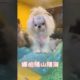 Oh Wow Cutest Funniest Maltese & Cutest Puppies Maltese  Funny Puppies Videos  15