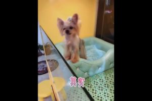 Oh Wow Cutest Funniest Maltese & Cutest Puppies Maltese  Funny Puppies Videos  41