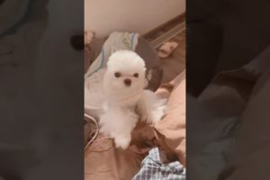 Oh Wow Cutest Funniest Maltese & Cutest Puppies Maltese  Funny Puppies Videos  42