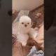 Oh Wow Cutest Funniest Maltese & Cutest Puppies Maltese  Funny Puppies Videos  42