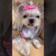 Extremely Funniest Maltese & Cutest Puppies Maltese  Funny Puppies Videos Compilation 83