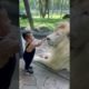 new viral baby lion video 2022 #shorts #viral #tiktok #lion #baby