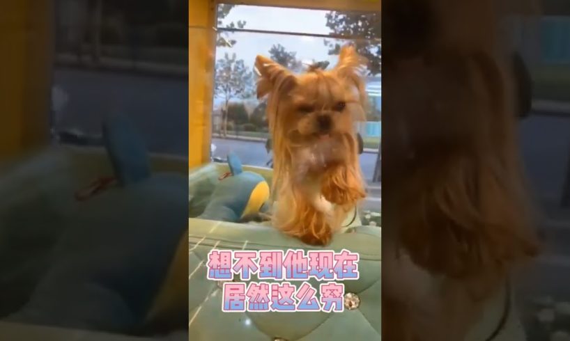 Oh Wow Cutest Funniest Maltese & Cutest Puppies Maltese  Funny Puppies Videos  73