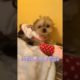 Oh Wow Cutest Funniest Maltese & Cutest Puppies Maltese  Funny Puppies Videos  7