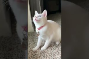 Cute Cat Playing #funnycats #cutecats #cutecat #animals #babycat