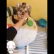 Most Funniest Maltese & Cutest Puppies Maltese  Best Puppies Videos 36