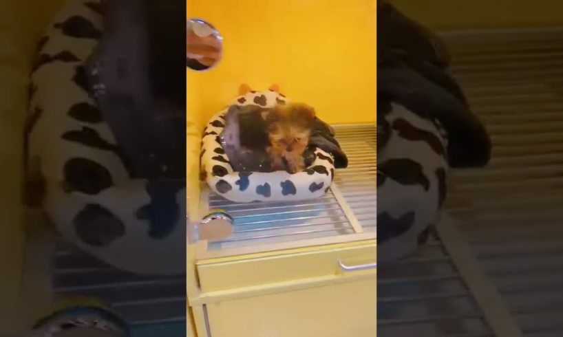Most Funniest Maltese & Cutest Puppies Maltese  Best Puppies Videos 55