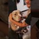 New Video Fuuny Dogs - Cute Puppy - Viral tiktok #shorts #funny #dog