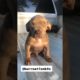 New Video Fuuny Dogs - Cute Puppy - Viral tiktok #shorts #funny #dog