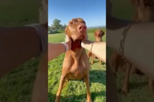 new viral dog video 2022 #shorts #viral #dog #2022