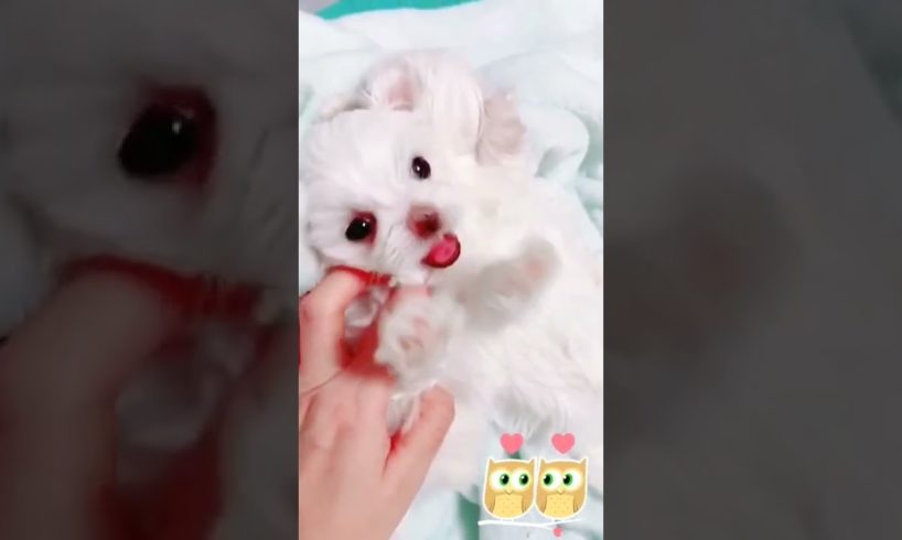 Most Funniest Maltese & Cutest Puppies Maltese  Best Puppies Videos 47