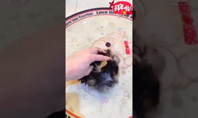 Most Funniest Maltese & Cutest Puppies Maltese  Best Puppies Videos 6