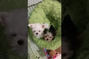Most Funniest Maltese & Cutest Puppies Maltese  Best Puppies Videos 1