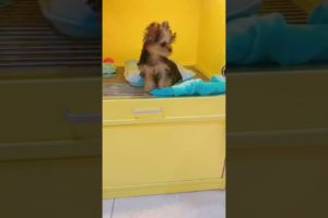 Most Funniest Maltese & Cutest Puppies Maltese  Best Puppies Videos 15