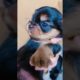 Most Funniest Maltese & Cutest Puppies Maltese  Best Puppies Videos 82