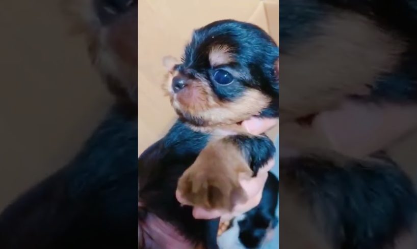 Most Funniest Maltese & Cutest Puppies Maltese  Best Puppies Videos 82