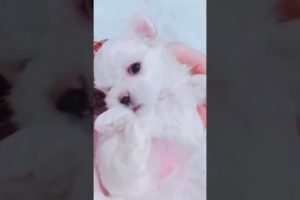 Most Funniest Maltese & Cutest Puppies Maltese  Best Puppies Videos 59
