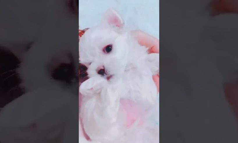 Most Funniest Maltese & Cutest Puppies Maltese  Best Puppies Videos 59