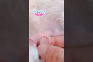 Most Funniest Maltese & Cutest Puppies Maltese  Best Puppies Videos 84