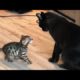 Funny animals - Funny cats / dogs - Funny animal videos 205