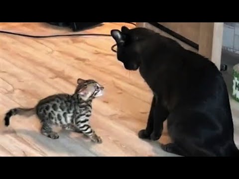 Funny animals - Funny cats / dogs - Funny animal videos 205