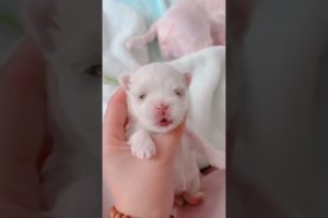 Most Funniest Maltese & Cutest Puppies Maltese  Best Puppies Videos 78