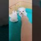 Most Funniest Maltese & Cutest Puppies Maltese  Best Puppies Videos 44